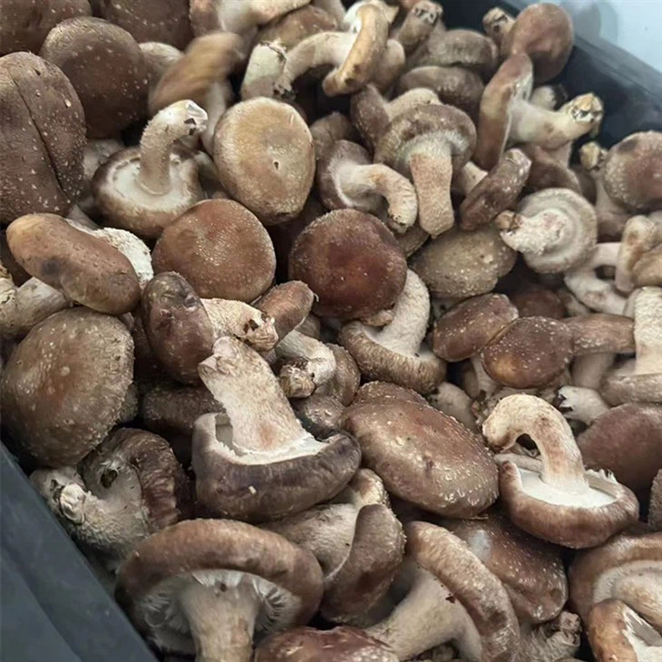 Frozen Mushrooms