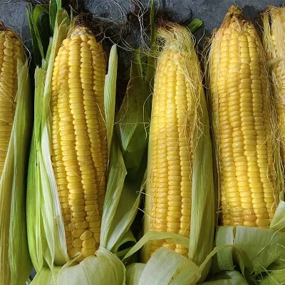 Non-GMO Frosinn Corn: Documents Buyers Need