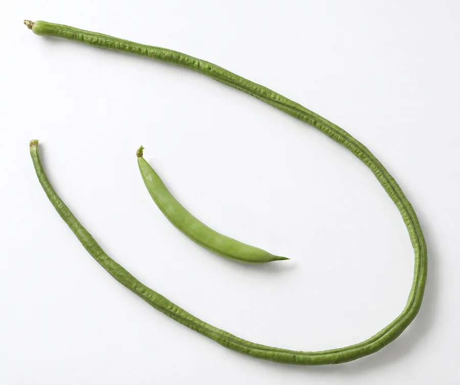 Single long bean pod beside normal-sized green snap bean on a plain surface, distinct pod lengths and thickness shown without ruler labels