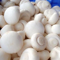 Hvítir Champignon sveppir